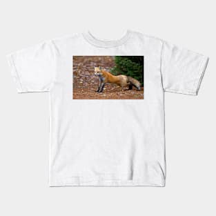 Red Fox - Algonquin Park, Canada Kids T-Shirt